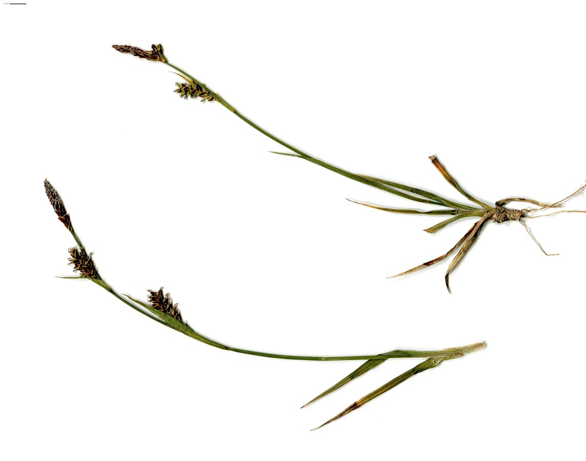 Carex panicea (Cyperaceae)